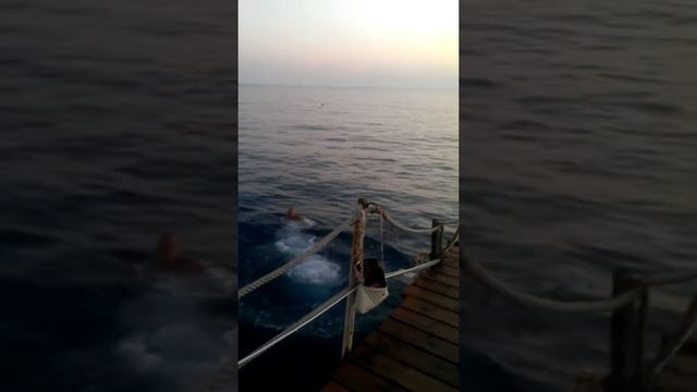 Полет ласточки? смотреть онлайн
