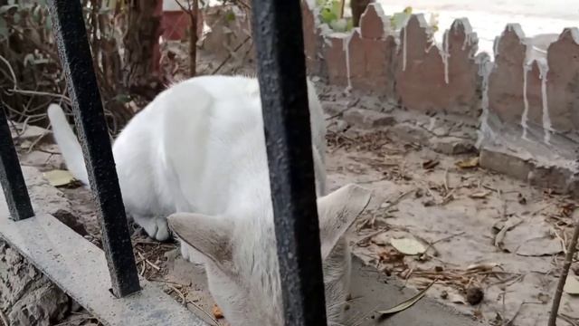 White cat misses her mother and says I'm hungry смотреть онлайн