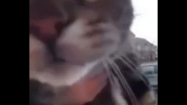гайд как сделать невидимый текст в капкуте смотреть онлайн