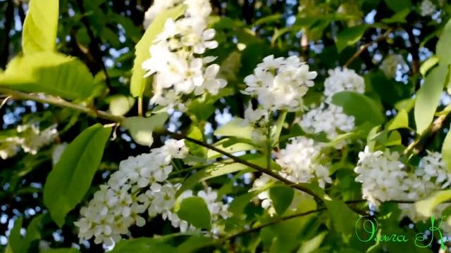 Ангельский голос Анны Герман, "Белая черёмуха" смотреть онлайн