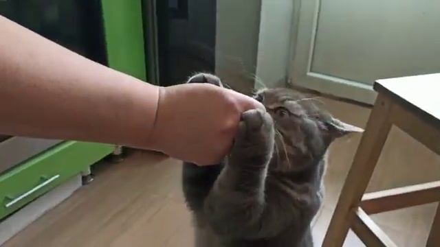 Кошка и оливки смотреть онлайн