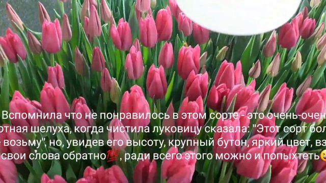 Выгонка тюльпанов к 8 марта 17.02.22 Обзор сорта Largo (Ларго) и Fitst Life (Ферст Лайф) смотреть онлайн