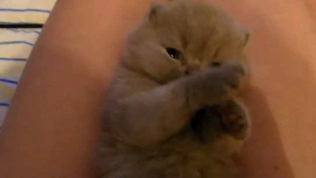 Кот милашка