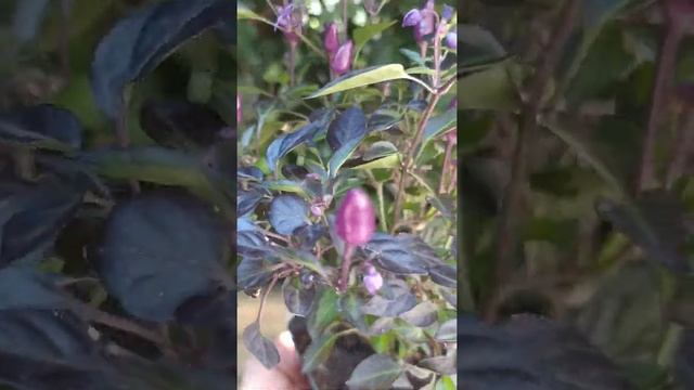 Взрывоопасные Угольки, острый декоративный съедобный перец смотреть онлайн