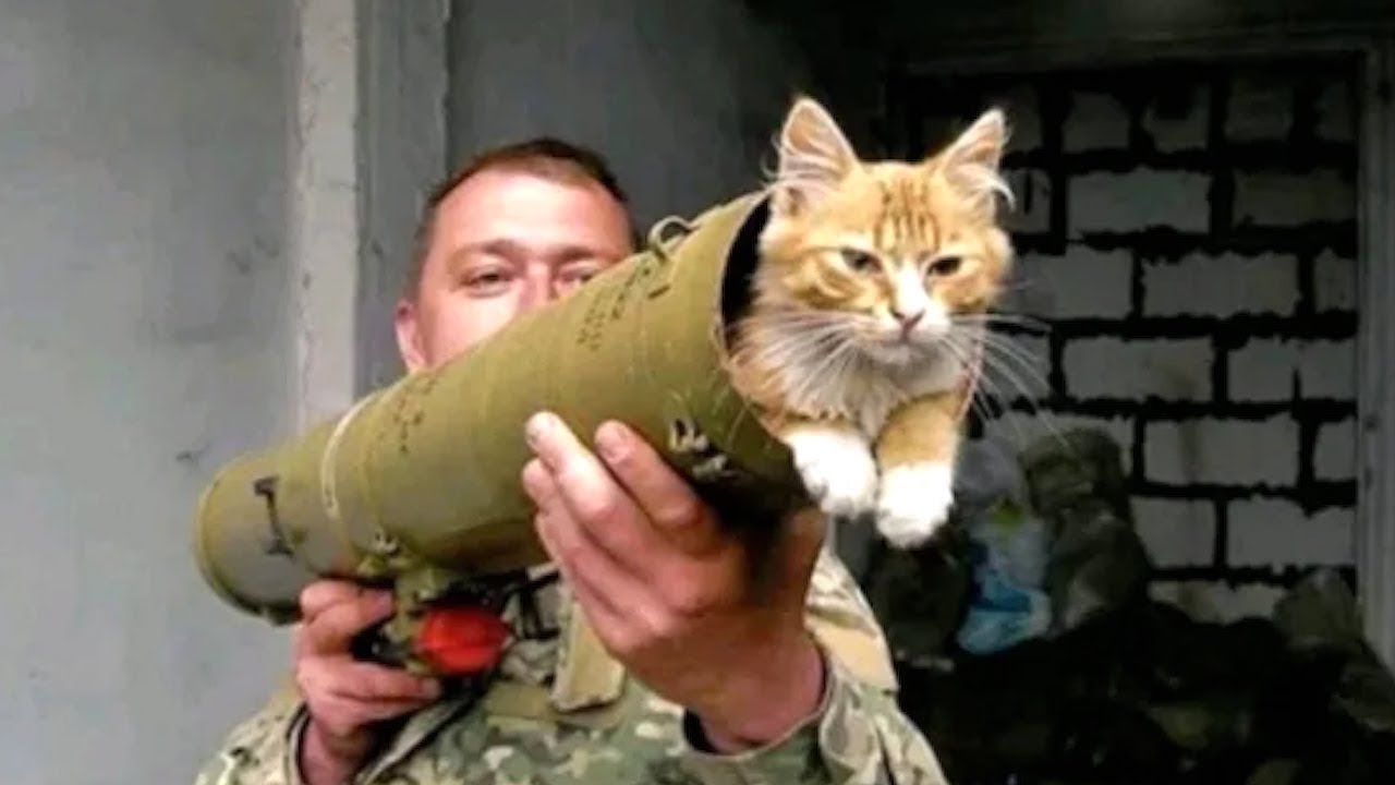 Я РЖАЛ ЦЕЛЫЙ ЧАС?ПОДБОРКА СМЕШНЫХ КОТОВ И СОБАК ДЛЯ ХОРОШЕГО НАСТРОЕНИЯ? #9 смотреть онлайн