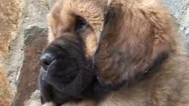 тибетские мастифы смотреть онлайн