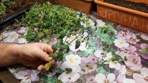 Многие забыли??? НО ВЕРБЕНА АМПЕЛЬНАЯ очень красивое растение.