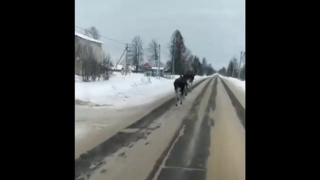 Лоси в городе Любим смотреть онлайн