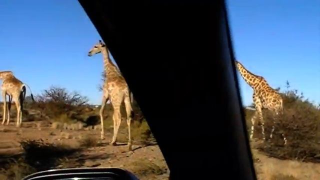 Giraffa camelopardalis смотреть онлайн