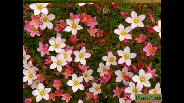 Глаза и уши - Виталий Бианки (детский рассказ) смотреть онлайн