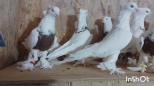 Андижанские голуби, кызыл тоши.