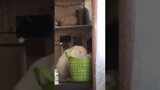 Где моя валерьянка? смотреть онлайн