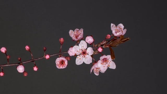 MANGALAM - mantra. смотреть онлайн