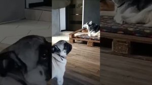 Хаски и мопс