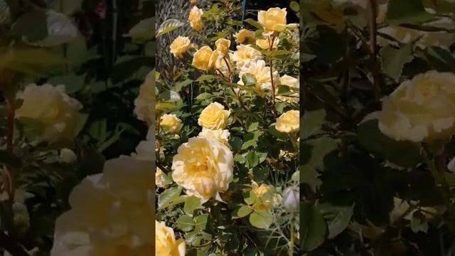 Роза Анни Дюпре смотреть онлайн
