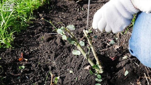 Розы подготовка к зимовке - осенние работы в саду в октябре смотреть онлайн