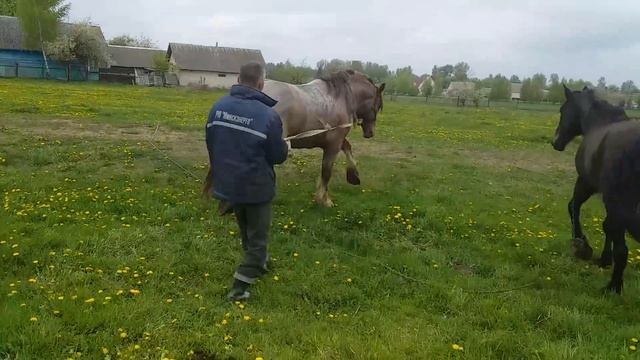 Прогулка жеребеца смотреть онлайн