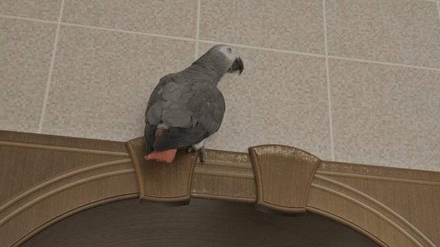 Попугай жако Петруня парадирует голосовой помощник "Алису"?? смотреть онлайн