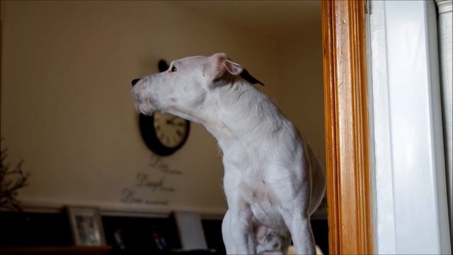 Parsons jack russell terrier howling смотреть онлайн