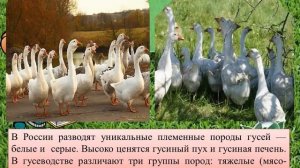 Отрасли сельского хозяйства. Животноводство