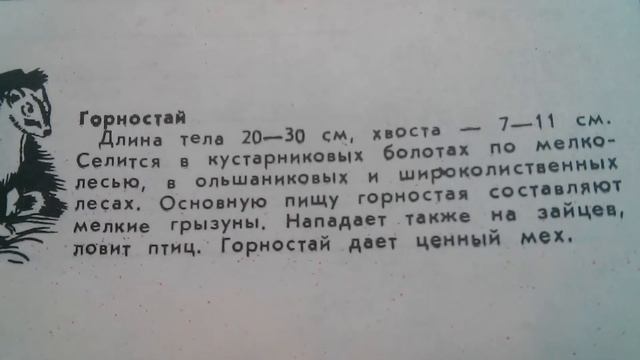 Горностай - Где живёт и чем питается смотреть онлайн