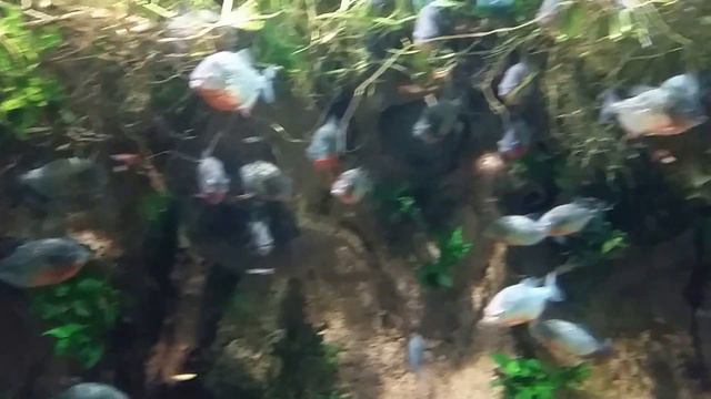 ПИРАНЬИ, PIRANHAS смотреть онлайн