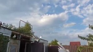 Бакинские бойные голуби. Коломна