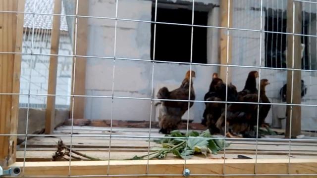 Двухэтажный птичник. Выгул второго этажа из подручных материалов. ЛПХ И&Ю.#4