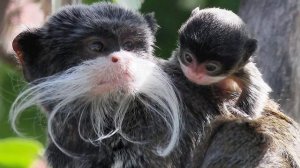 Смешная УСАТАЯ обезьянка! Обезьяна с императорскими усами - тамарин