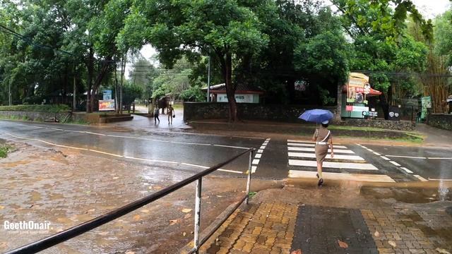 Elephant Sanctuary [Orphanage] | Pinnawala | Sri Lanka смотреть онлайн
