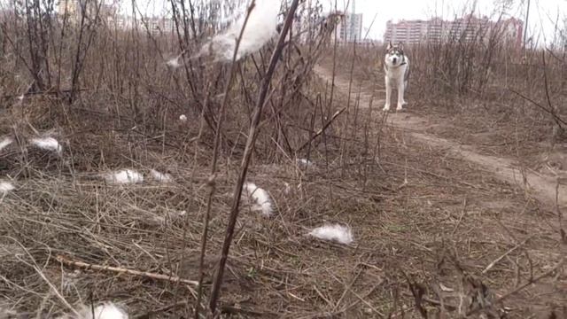 вычесываем хаски смотреть онлайн