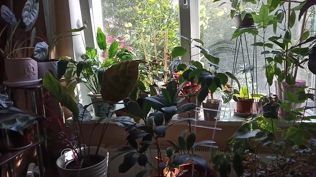 Покупки и продажи Стёпа и Кузя.