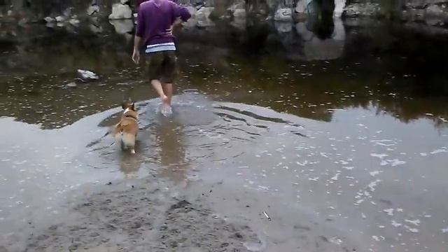 USA, Los Angeles, California We are teaching our corgis Glasha and Gucci to swim in Malibu. смотреть онлайн