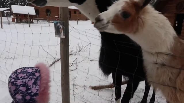 Верблюжий парк Зоопарк Ракши ZOO Rakši смотреть онлайн