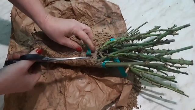 ОТВРАТИТЕЛЬНЫЕ САЖЕНЦЫ МОЕГО ПИТОМНИКА, питомник роз полины козловой rozarium.biz смотреть онлайн