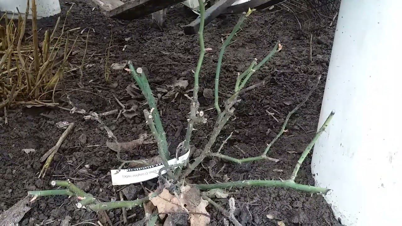 РОЗЫ под сломанным укрытием 29.03.24 смотреть онлайн