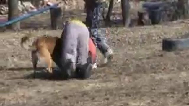 Тренировка служебных собак смотреть онлайн