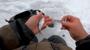 Рыбалка на КАПКАНЫ! Как Правильно НАСАДИТЬ Живца на Щучьи КАПКАНЫ! Рыбалка 2022!