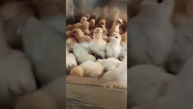 Здоровый бройлер//Как мы пропаиваем своих бройлеров от 0 до 30 дней.