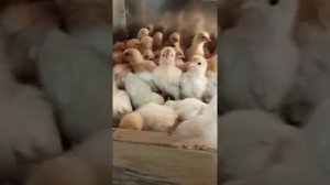 Здоровый бройлер//Как мы пропаиваем своих бройлеров от 0 до 30 дней.