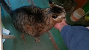 ЛОВЛЮ ТАРАКАНОВ В КВАРТИРЕ. УЛОВ В РАЗНЫЕ ДНИ