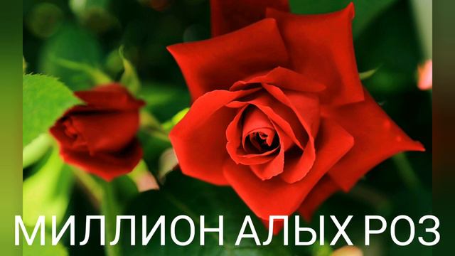 Миллион алых роз remix смотреть онлайн