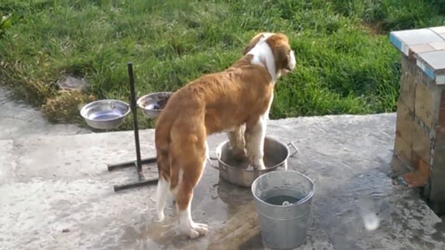 Мой Бетховен! смотреть онлайн