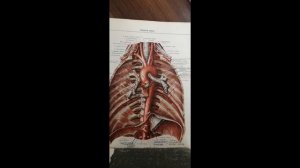 Грудная часть аорты - ветви, кровоснабжение / Анатомия / Нормальная Анатомия