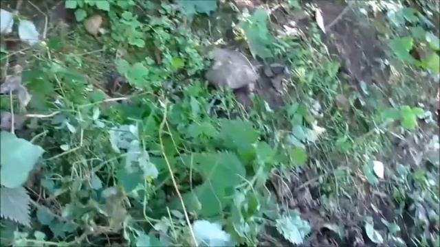 Как ШЕРШНИ поселились в УЛЬЕ на пасеке.???? смотреть онлайн