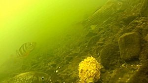 Ловля карася на пенопластовые шарики зимой, подводное видео