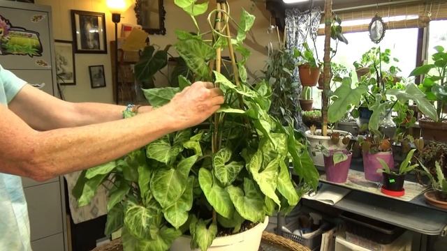 Syngonium White Butterfly Adding A Trellis & Dinning Room Plant Tour смотреть онлайн