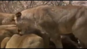 Львы на охоте  Погоня за антилопой