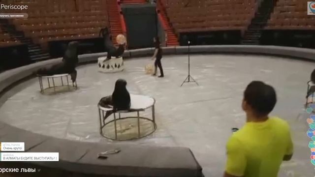 Аскольд Запашный кормит морских львов! смотреть онлайн