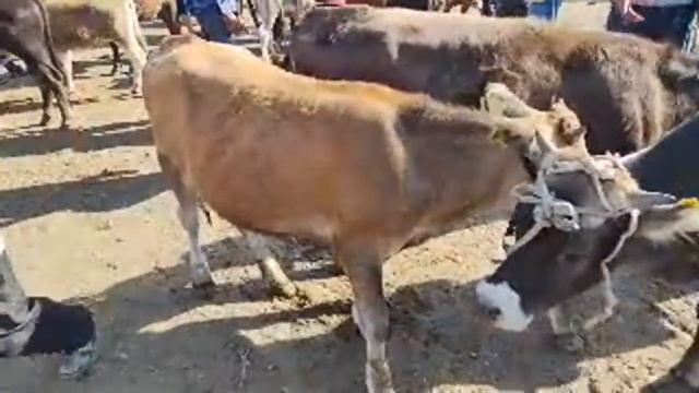 Куршаб мал базары! 24 Июль 2021 смотреть онлайн